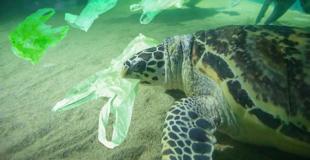 8 initiatives to reduce plastic pollution in our oceans