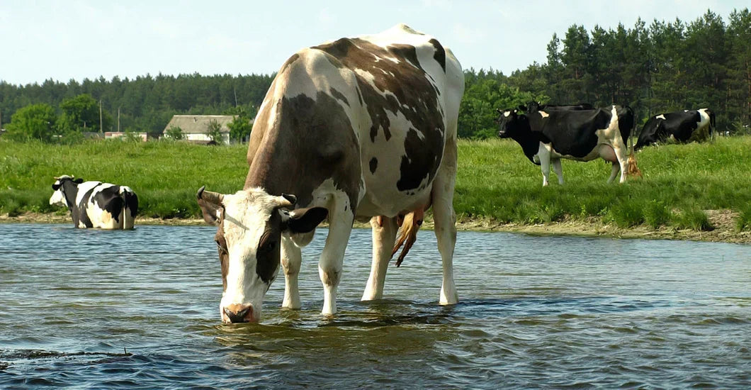 Techniques for finding and identifying drinkable water in the wild